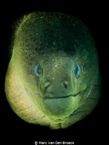 give me a green kiss by Marc Van Den Broeck 